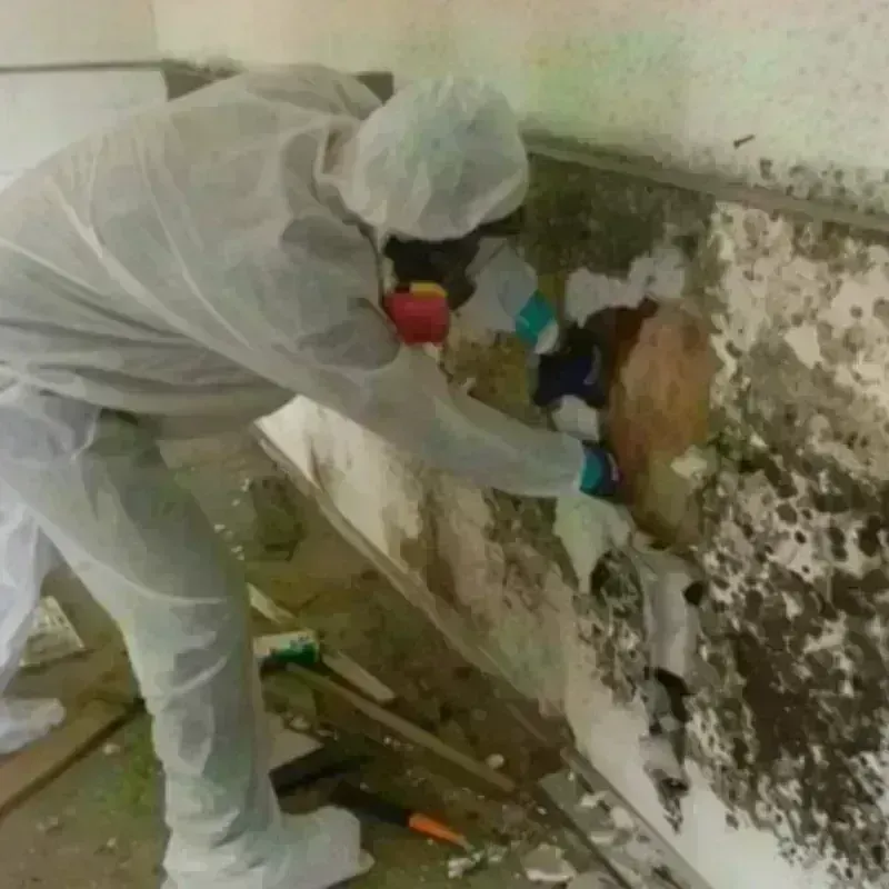 Mold Remediation and Removal in Montgomery, MN